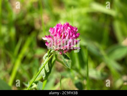 Red Clover è un legume comune di praterie e pascoli. Hanno una caratteristica foglia a tre lobi e aiutano a migliorare i terreni agricoli Foto Stock