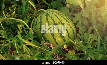 Anguria prima della raccolta, sembra fresco con un buon valore commerciale per gli agricoltori. Il melone è un frutto che si coltiva facilmente in tutti i climi Foto Stock