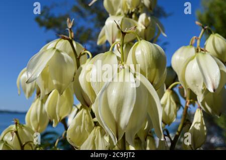 Primo piano di fiori bianchi a forma di campana, pianta yucca gloriosa chiamato pugnale spagnolo, dalla Dalmazia, Croazia Foto Stock