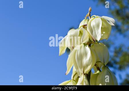 Primo piano di fiori bianchi a forma di campana, pianta yucca gloriosa chiamato pugnale spagnolo, sfondo blu cielo, in Croazia Foto Stock