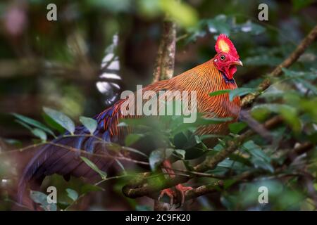 Ceylon Junglefowl - Gallus lafayettii, uccello nazionale colorato iconico dello Sri Lanka dal parco nazionale del Sinharadja, Sri Lanka. Foto Stock