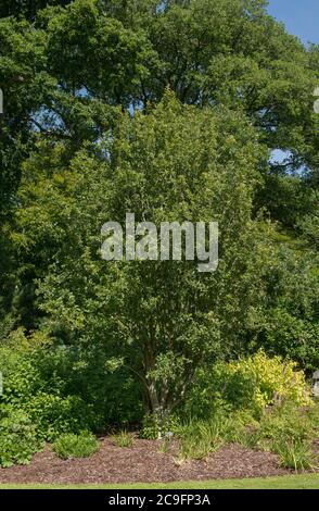 Estate Foliage di un gelso o di un albero di serviceberry (Amelanchier x grandiflora 'Ballerina') che cresce in un giardino rurale in Devon Rurale, Inghilterra Foto Stock