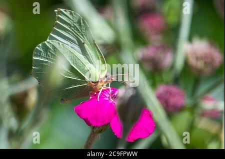 Gonepteryx rhamni su Silene coronaria nel giardino, Amburgo, Germania Foto Stock