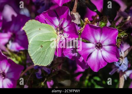 Gonepteryx rhamni su flox giardino, Amburgo, Germania Foto Stock