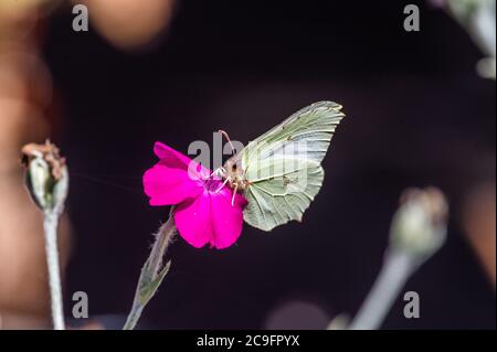 Gonepteryx rhamni su Silene coronaria nel giardino, Amburgo, Germania Foto Stock