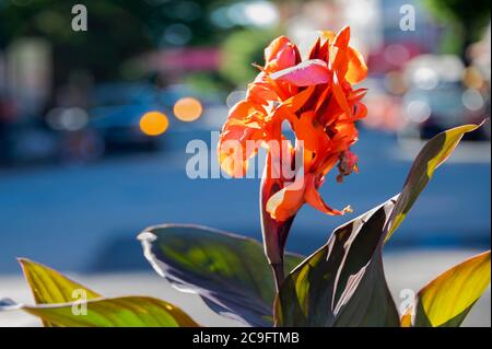 Fiore arancione con foglie verdi sul trafficato marciapiede della città. Foto Stock
