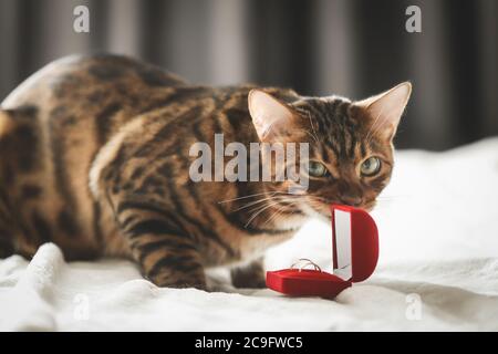 Ritratto di un adorabile gatto del Bengala seduto su un divano con scarpe da sposa e anelli di nozze. Animale domestico. Carino gattino. Foto Stock