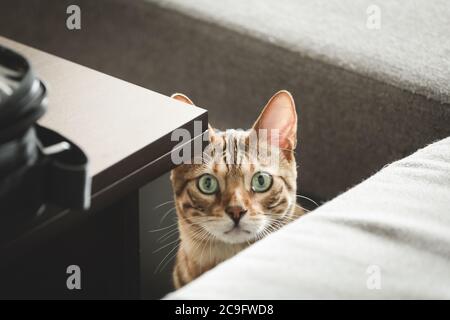 Ritratto di un adorabile gatto bengala seduto su un pavimento. Animale domestico. Carino gattino. Foto Stock
