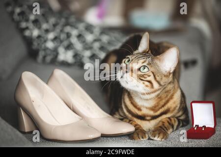 Ritratto di un adorabile gatto del Bengala seduto su un divano con scarpe da sposa e anelli di nozze. Animale domestico. Carino gattino. Foto Stock