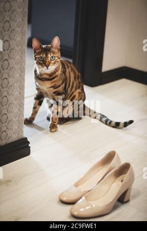 Ritratto di un adorabile gatto del Bengala seduto su un divano con scarpe da sposa e anelli di nozze. Animale domestico. Carino gattino. Foto Stock