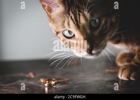 Ritratto di un adorabile gatto del Bengala seduto su un divano con scarpe da sposa e anelli di nozze. Animale domestico. Carino gattino. Foto Stock