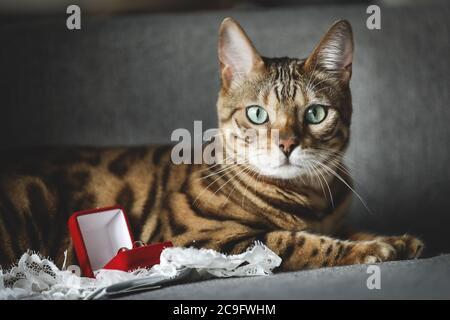 Ritratto di un adorabile gatto del Bengala seduto su un divano con scarpe da sposa e anelli di nozze. Animale domestico. Carino gattino. Foto Stock