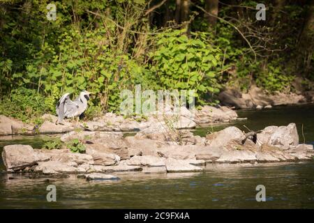 Unico airone grigio in piedi sulla riva del fiume Wupper nella città di Wuppertal. Foto Stock