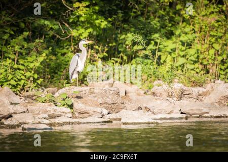 Unico airone grigio in piedi sulla riva del fiume Wupper nella città di Wuppertal. Foto Stock