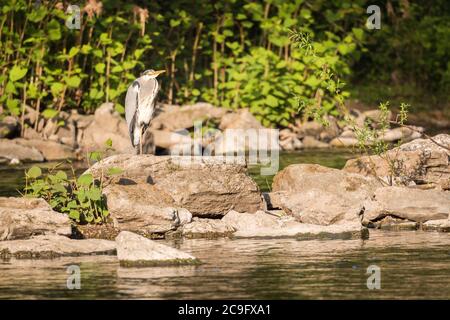 Unico airone grigio in piedi sulla riva del fiume Wupper nella città di Wuppertal. Foto Stock