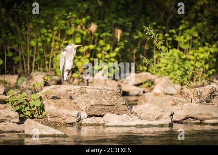 Unico airone grigio in piedi sulla riva del fiume Wupper nella città di Wuppertal. Foto Stock