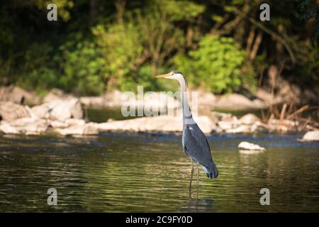 Unico airone grigio in piedi sulla riva del fiume Wupper nella città di Wuppertal. Foto Stock