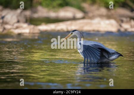 Unico airone grigio in piedi sulla riva del fiume Wupper nella città di Wuppertal. Foto Stock