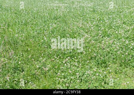 Massa di Clover bianco / Trifolium repens - parte di arricchire erba coperta di fieno in un campo. Non si sa quale varietà di W/C si tratta; CE ne sono molti. Foto Stock