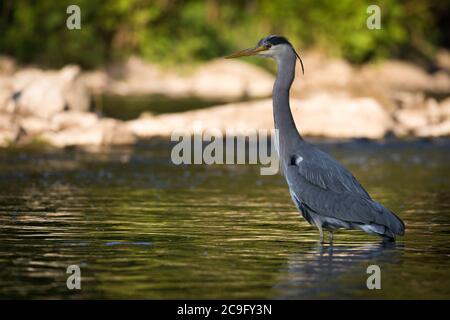 Unico airone grigio in piedi sulla riva del fiume Wupper nella città di Wuppertal. Foto Stock