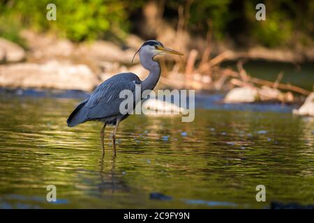 Unico airone grigio in piedi sulla riva del fiume Wupper nella città di Wuppertal. Foto Stock