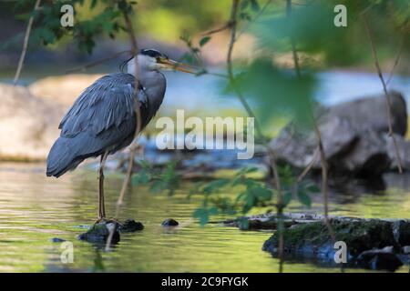 Unico airone grigio in piedi sulla riva del fiume Wupper nella città di Wuppertal. Foto Stock