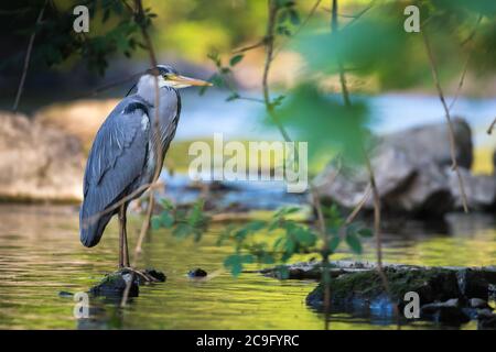 Unico airone grigio in piedi sulla riva del fiume Wupper nella città di Wuppertal. Foto Stock