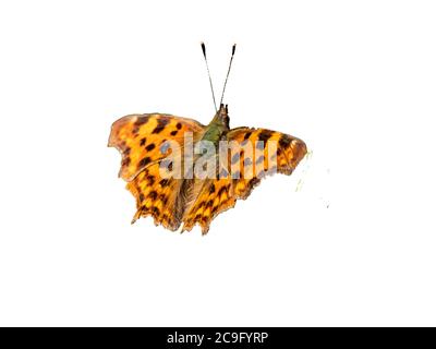 farfalla di fritillary su sfondo bianco Foto Stock