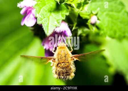 Grandi bee-fly (Bombylius major) - Umbria, Italia Foto Stock