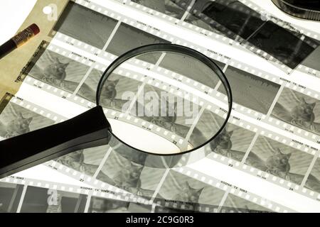 Guardando attraverso una lente di ingrandimento ad un gatto ad un foglio negativo analogico bianco e nero Foto Stock