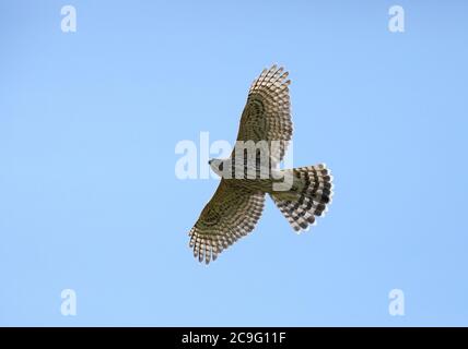 Goswak settentrionale (Accipiter gentilis), volando sotto il cielo blu Foto Stock