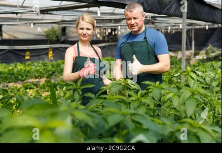 L uomo e la donna i giardinieri di lavorare con il Malabar spinaci piantine in serra Foto Stock