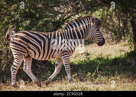 La Zebra di Burchell, Equus quagga burchellii è anche conosciuta come la zebra pianeggiante 9844 Foto Stock
