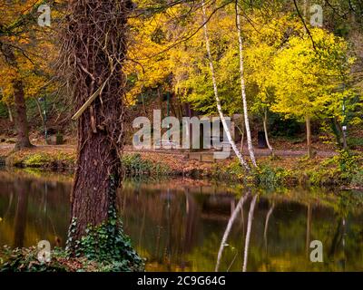 Alberi d'autunno accanto al fiume Derwent nel villaggio di Matlock Bath nel Derbyshire Peak District Inghilterra Regno Unito Foto Stock