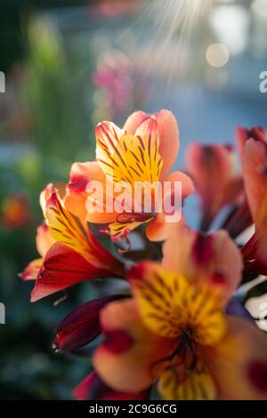 Un giglio di Alstroemeria di colore giallo, arancione e rosso, a fuoco morbido alla luce del sole della sera Foto Stock