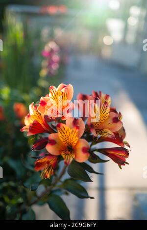 Un giglio di Alstroemeria di colore giallo, arancione e rosso, a fuoco morbido alla luce del sole della sera Foto Stock