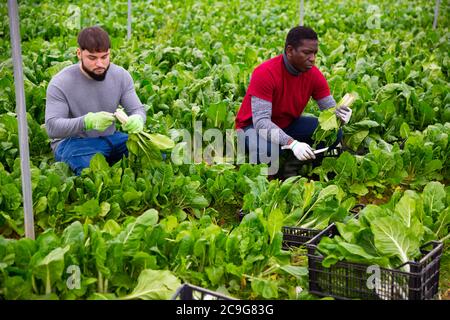 Lavoratori concentrati tagliando foglie giovani e teneri di bietole verdi sul campo agricolo. Tempo di mietitura Foto Stock