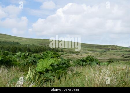 La macchia nativa cresce selvaggiamente nella campagna irlandese. Foto Stock
