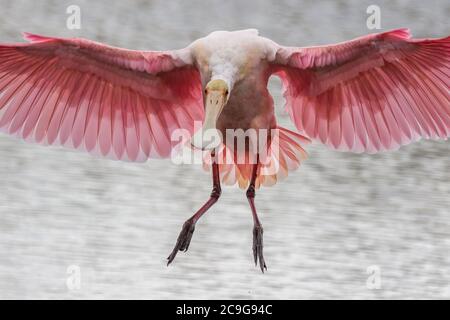 Una spatola di rospo che entra per un atterraggio. Foto Stock