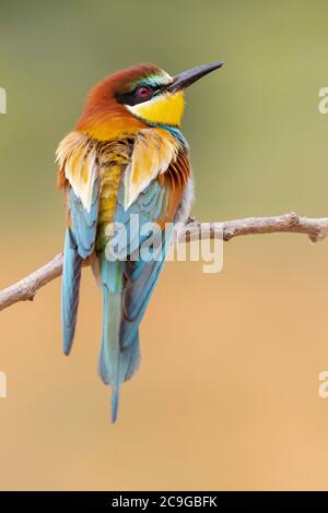 Un singolo European Bee Eater (Merops Apiaster) appollaiato su una filiale. Scatto verticale su sfondo verde sfocato. Spagna Foto Stock