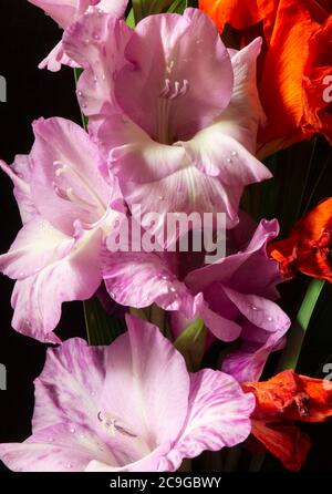 Il bel fiore Gladiolus su sfondo nero. Petalo gentile con goccia d'acqua Foto Stock