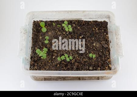 Le piantine di basilico germogliano in una scatola di plastica avvolta con il vecchio filetto di resistenza agli agenti atmosferici. Piccoli cotiledoni di basilico nel periodo di germinazione. Isolato su sfondo bianco. Foto Stock