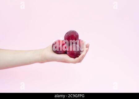 Prugne mature in mano femminile isolate su sfondo rosa chiaro. Le mani reggono le prugne. Foto Stock