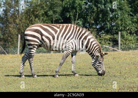 La zebra delle pianure, conosciuta anche come zebra comune (Equus quagga) che pascolano al Marwell Zoo, Regno Unito Foto Stock