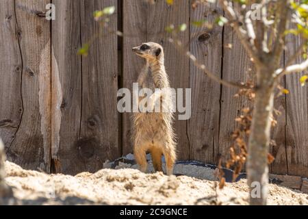 Meerkat (Suricata suricatta), chiamato anche un suricato, una specie di mammiferi africani a Marwell Zoo, Regno Unito Foto Stock