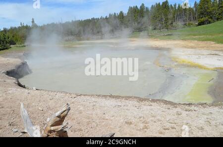 Primavera tarda nel Parco Nazionale di Yellowstone: Il vapore sale dalla piscina fangosa di Caldron nella zona del Vulcano di fango lungo la Grand Loop Road Foto Stock