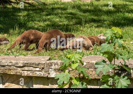 Famiglia asiatica delle lontre piccole-clawed (Aonyx cinereus), lontre Foto Stock