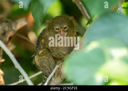 Il marmosetto di Pygmy (Cebuella pygmaea), una piccola specie di scimmia del nuovo mondo allo zoo di Marwell, Hampshire, Regno Unito Foto Stock