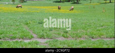 Primavera tarda nel Parco Nazionale di Yellowstone: Mule Deer pascolano lungo la Grand Loop Road vicino al campeggio di Bridge Bay Foto Stock
