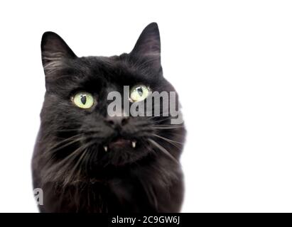 Un gatto nero peloso con capelli medi con lunghe panghe che si stacca dalla bocca Foto Stock